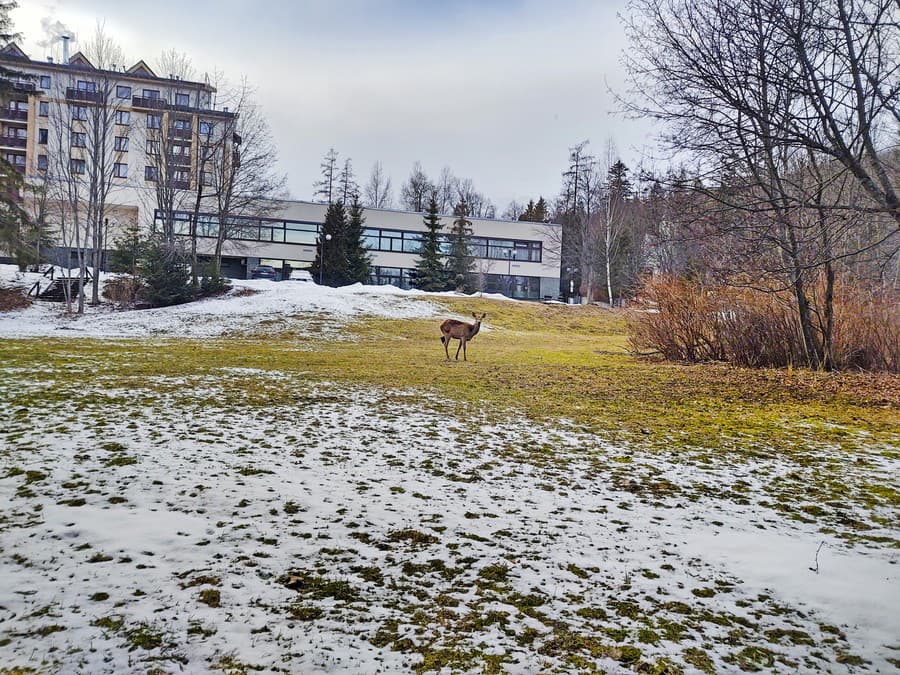 Vlani V Tatr Ch Videli Trojnoh La Teraz Na U Natrafili Znova Ako