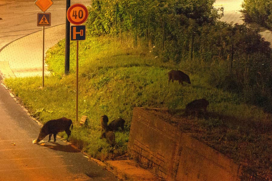 Mira Zobudil Nezvy Ajn Hluk Na Ulici Ke Sa Pozrel Von Oknom Ihne