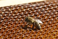 Včelu ako chránený druh podporujú SaS, Sme rodina aj OĽaNO: Strana Za ľudí je na pochybách