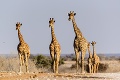Krutí pytliaci zabili vzácne biele žirafy: Ochrancovia prírody ich nevideli tri mesiace