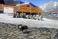 Koronavírus doľahol aj na tatranského tuláka: Bobík bez turistov trpí, rozbehla sa iniciatíva na jeho záchranu