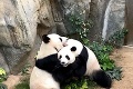 Pandy v hongkongskom parku sa po 10 rokoch spolužitia prvýkrát intímne zblížili: Môže za to koronavírus!