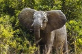 Ďalší lampión šťastia skoro spôsobil nešťastie: V pražskej zoo dopadol vedľa slonice