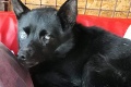 Sára zverejnila srdcervúci príbeh slepého psíka, najdúch prežíval v lese od Vianoc: Zúfalé pátranie po majiteľke