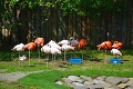 Otrasný škandál v českej zoo: Traja malí chlapci ukameňovali zviera!