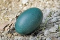 Skutočné vtáčie vajíčka od mini po obra: Krásne aj bez zdobenia!