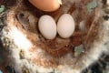 Skutočné vtáčie vajíčka od mini po obra: Krásne aj bez zdobenia!