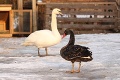Na Slovensko zablúdili dva unikátne vtáky: Čierna labuť a vrabec... Tak ten to riadne schytal!