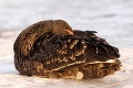 Na Slovensko zablúdili dva unikátne vtáky: Čierna labuť a vrabec... Tak ten to riadne schytal!