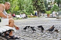 Ornitológ o kŕmení holubov v meste: Vlastný papagáj vás môže nakaziť skôr