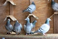 Gabrielovi záhadne mizli holuby, po 4 rokoch zistil prečo: Uf, tak toto je len pre silné žalúdky!