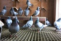 Gabrielovi záhadne mizli holuby, po 4 rokoch zistil prečo: Uf, tak toto je len pre silné žalúdky!