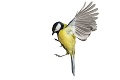 Vtáky v mestách už privolávajú jar: Ktorí operenci nás budia svojím spevom?