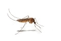 Čo s otravnými komármi? Takto bzučiace potvory odplašíte!