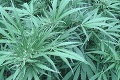Španielski policajti objavili marihuanovú plantáž nevídaných rozmerov: Tri hektáre plné konope!