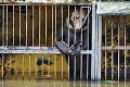 Boj o život v zaplavenej zoo: Bezmocné zvieratá zostali uväznené v klietkach