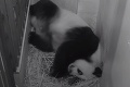 Nový prírastok k vzácnym druhom: Panda v ZOO porodila zdravé dvojičky!