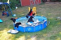 Medvedí aquapark: Rozkošní chlpáči sa prišli vykúpať do záhrady rodinného domu!