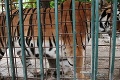 Hrôza v Poľsku: Tiger zaútočil na svojho ošetrovateľa, muž zomrel