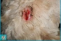 V Česku našli zbedačeného psíka: Až keď mu ostrihali hlavu, odhalili krutú pravdu o jeho slovenskom majiteľovi!