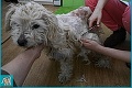 V Česku našli zbedačeného psíka: Až keď mu ostrihali hlavu, odhalili krutú pravdu o jeho slovenskom majiteľovi!
