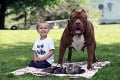 Najväčší pitbull na svete sa stal otcom: Chcete vidieť jeho roztomilé šteniatka?