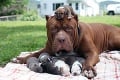 Najväčší pitbull na svete sa stal otcom: Chcete vidieť jeho roztomilé šteniatka?