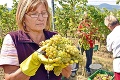 V tokajských vinohradoch sa začal zber, úrodu poznačilo sucho: Ako to vyzerá s kvalitou hrozna?