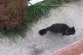 Mačka na to má ľudí: Vďaka svojim majiteľom nemusí ani chodiť po schodoch!