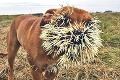 Psík má za sebou bolestivý zážitok: Takto skončí rande s dikobrazom!