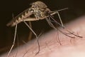 Podľa čoho si komáre vyberajú svoje obete? S krvou to nemá nič spoločné!