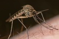 Nebezpečný vírus zika sa nekontrolovateľne šíri: O rok bude nakazených milióny ľudí!