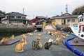 Japonský ostrov sa stal kráľovstvom mačiek: Žije ich tam viac, ako ľudí!