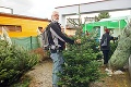 Vianočné stromčeky sú v predaji: Kde na Slovensku zaň zaplatíte najmenej?