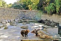 Atrakcia Bojníc oslavuje 60 rokov: Zoo preslávili tieto zvieratá!