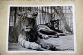Atrakcia Bojníc oslavuje 60 rokov: Zoo preslávili tieto zvieratá!