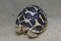 Bojnická zoo sa teší zo vzácnej korytnačky: Hviezdou je Hviezdička!
