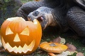 Nezbedná korytnačka si nenechala ujsť halloweensku pochúťku: Takto chutí svetlonos!