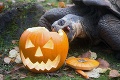 Nezbedná korytnačka si nenechala ujsť halloweensku pochúťku: Takto chutí svetlonos!