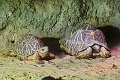 Bojnická zoo sa teší zo vzácnej korytnačky: Hviezdou je Hviezdička!