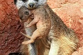 V Bojniciach majú mláďatá surikaty: Takto ma mama nosí na slniečko!