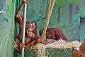 Bojnická zoo smúti: Zoológa Petra († 45) zabila milovaná Afrika