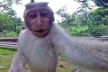 Opička z Bali ukradla kameru a nahrala sa: Selfie, z ktorej padnete na zadok!