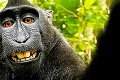 Opička z Bali ukradla kameru a nahrala sa: Selfie, z ktorej padnete na zadok!