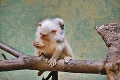 Bratislavská zoo sa hrdí výnimočným prírastkom: Opičie dvojičky sa ukázali svetu