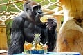 Veterán oslavuje vo veľkom štýle: Gorilu čakalo hneď niekoľko prekvapení