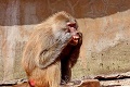 Opička vie, ako na dentálnu hygienu: Chrup si vyčistila vďaka metle!