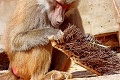 Opička vie, ako na dentálnu hygienu: Chrup si vyčistila vďaka metle!