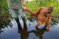 Nové plantáže prinášajú smrť divočine: Orangutany zabíja palmový olej!