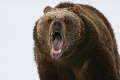 Na Slovensku útočí medveď ľudožrút, napadol dvoch poľovníkov: Drsný opis nerovného súboja!
